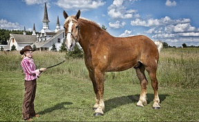 Guinness world records-2013: the biggest horse